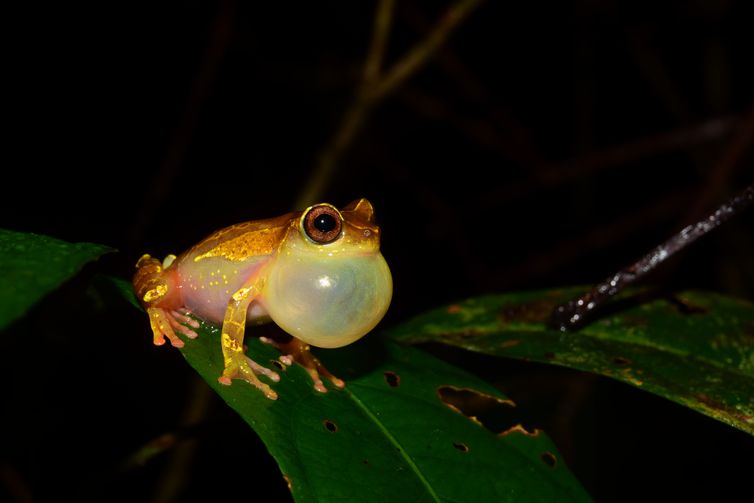 NÃO CATALOGADAS: Expedições à Amazônia identificam 12 novas espécies de animais