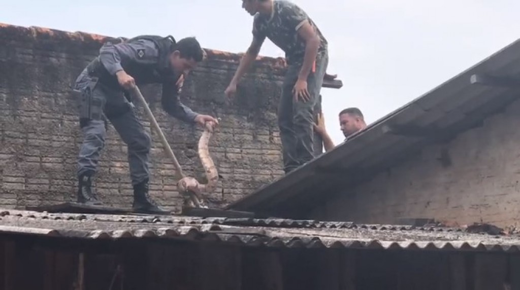 VÍDEO: Policiais capturam jiboia de quase dois metros em telhado de residência