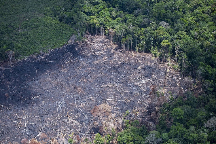 DEVASTAÇÃO: Porto Velho foi o terceiro município que mais derrubou matas na região Norte