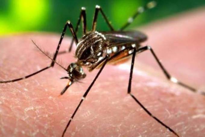 Justiça autoriza empresa a comercializar Aedes aegypti modificado