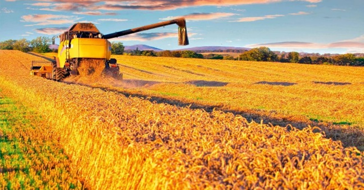 AUMENTANDO: Área plantada com soja no Brasil é maior que a Itália