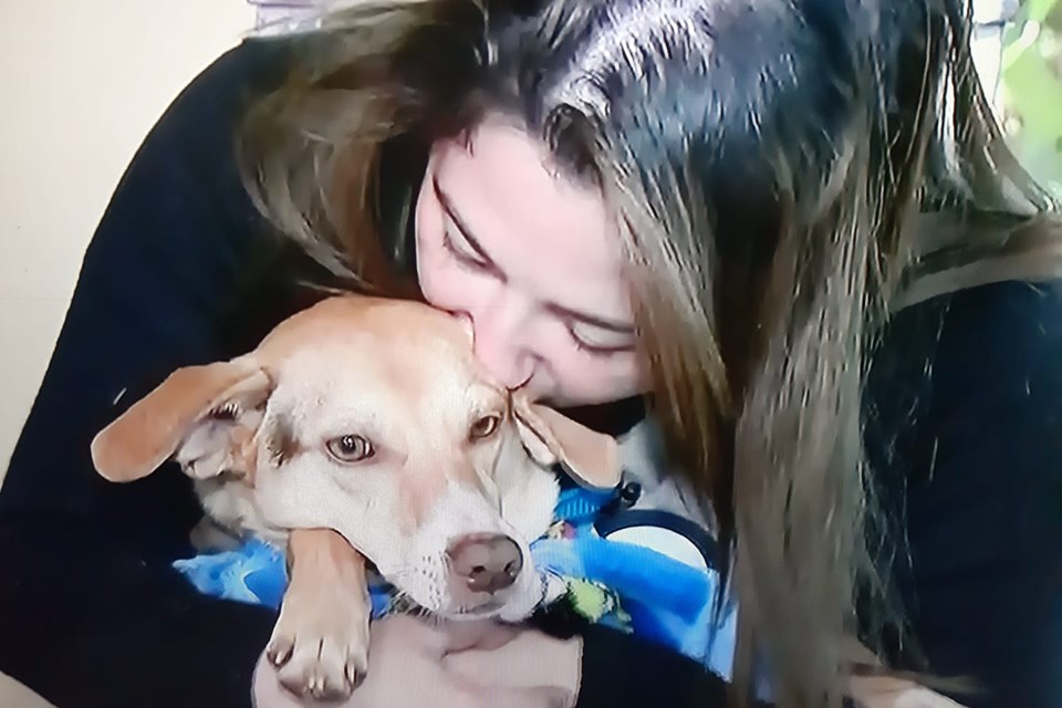 EMOCIONANTE: Após seis dias, mulher reencontra cão perdido em acidente de carro