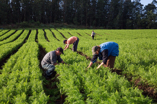 NOVOS CAMINHOS: Alinhamento das ações de Ater pretende fortalecer agricultura familiar