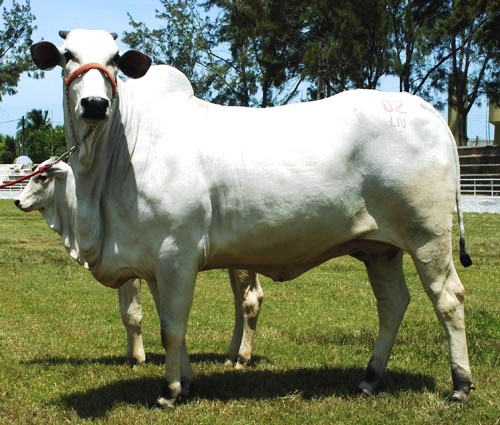 Fazenda Minas Paraná realiza desfile de Matrizes e Doadoras na próxima segunda