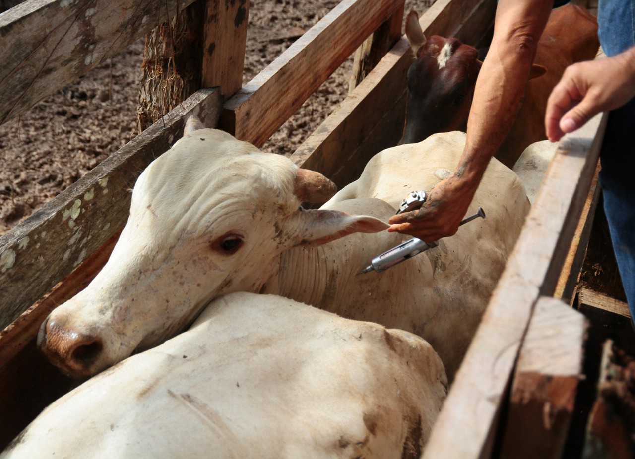 ALERTA: Notificação prévia de gado doente pode evitar prejuízos ao produtor