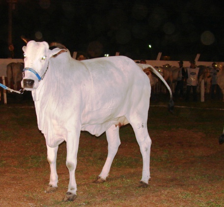 EXPOVEL – Matrizes campeãs das pistas fazem desfile a pecuaristas