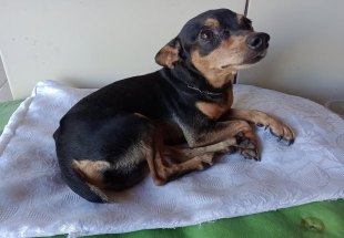 É SEU?: Pinscher é encontrado na zona Norte de PVH e busca por tutor