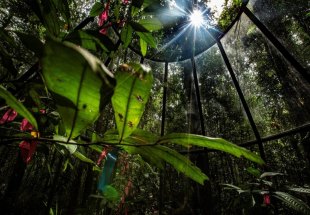 EM SIMULAÇÃO: Plantas da Amazônia reagem às mudanças climáticas para absorver nutrientes