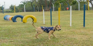 BICHINHOS: Maioria é a favor de construção de espaços pets em praças de Rondônia