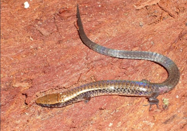 HOMENAGEM: Ativista indígena rondoniense vira nome de lagarto descoberto recentemente