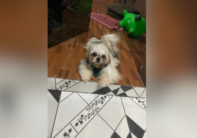 PROCURA-SE: Tutora oferece recompensa para quem devolver seu cachorro desaparecido