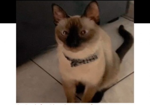 SUSHI: Família busca gatinho que é companheiro de menina autista em PVH