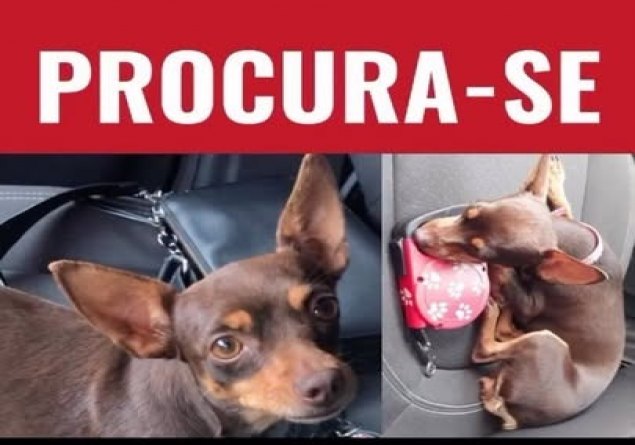 PANDORA: Tutora oferece recompensa para encontrar cadelinha pinscher em PVH