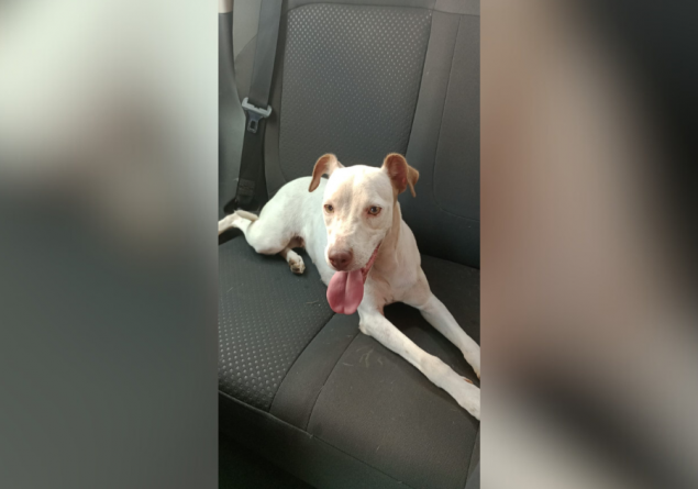 É SEU?: Homem encontra cachorro no bairro Pedrinhas e busca por dono