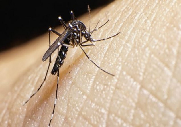 PERIGO ATIVO: Zika vírus pode voltar a se replicar após recuperação, aponta estudo