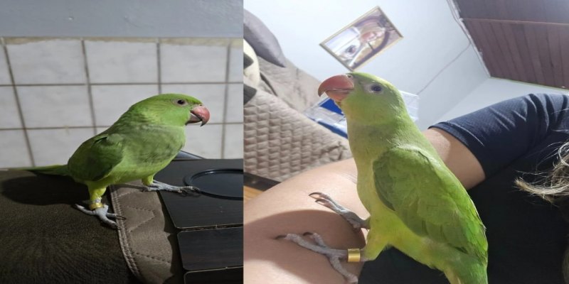 RECOMPENSA: Tutor procura pássaro ring neck ‘Bobina’ desaparecido no Nova Porto Velho