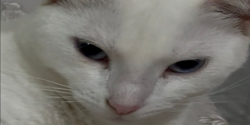 VOCÊ VIU?: Família busca gatinha desaparecida em Porto Velho