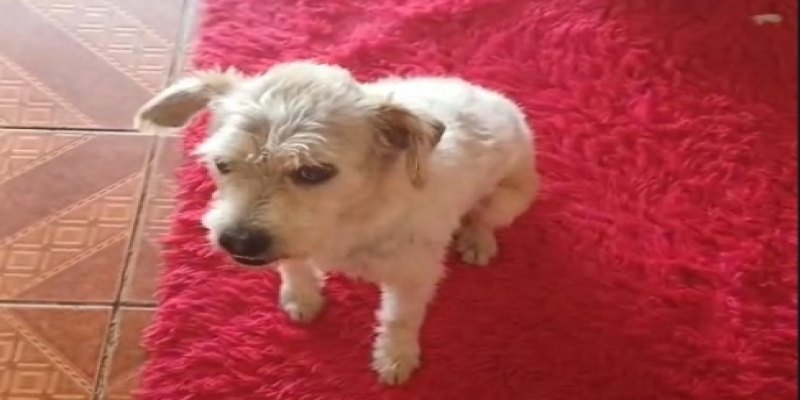 PROCURA-SE: Família oferece recompensa para quem encontrar cachorro Lucky