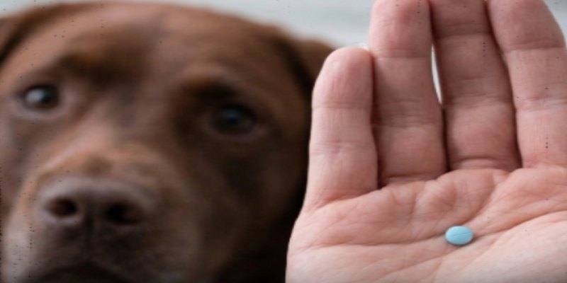 MAIS VIDA: Estudo testa medicamento que pode retardar envelhecimento em cães