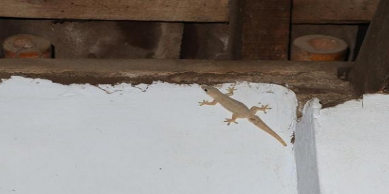 CIÊNCIA EXPLICA: Se lagartixas aparecem o tempo todo na sua casa, isso não é coincidência