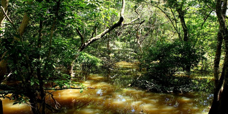 BIOTECNOLÓGICO: Fungo amazônico pode controlar doenças agrícolas e gerar novos antibióticos
