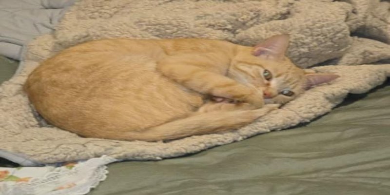 PROCURA-SE: Tutor oferece R$ 500 por gata desaparecida em PVH