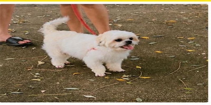 PROCURA-SE: Recompensa de R$ 1 mil por cão desaparecido