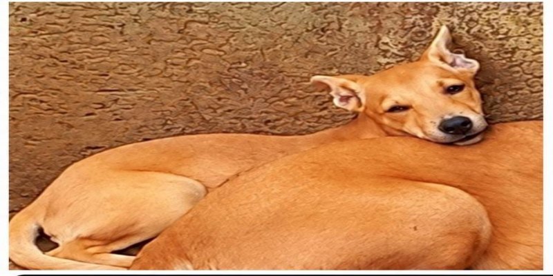 DESAPARECIDA: Cachorra Ratinha desaparece em PVH 