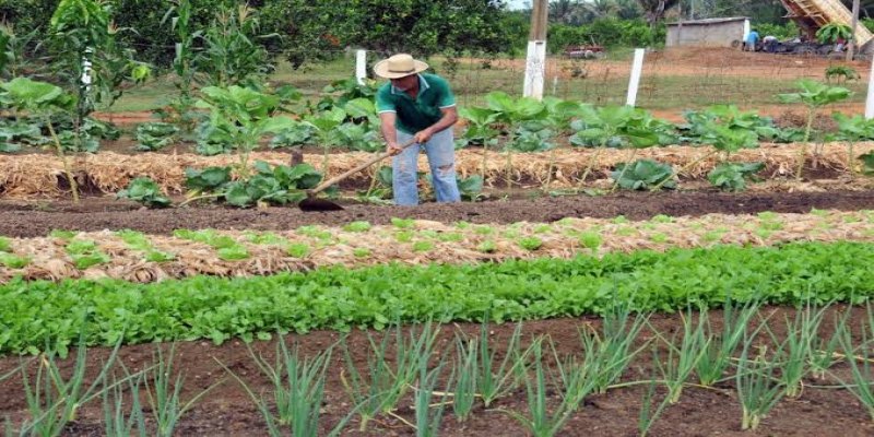 ADMINISTRAÇÃO: Guajará-Mirim cria comitê para agricultura familiar